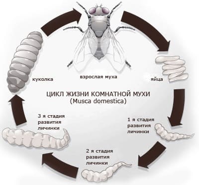 На фото описан цикл жизни мух